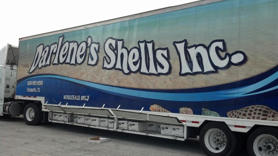 Darlene's Shells